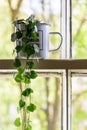 Vintage enamel mug with a green plant inside on a white sash window frame with trees on the background. Royalty Free Stock Photo