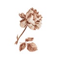 Vintage rose hand drawn in sepia pencil illustration isolated on white background. Blooming flower and leaves isolated Royalty Free Stock Photo