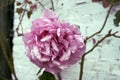 Vintage english natural rose.