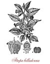 Botanical vintage engraving of Belladonna or deadly nightshade