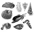 Vintage engraving of gastropods