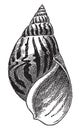 Vintage engraving of gastropods