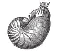 Vintage engraving of gastropods