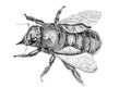 Vintage engraving illustration of a carpenter bee