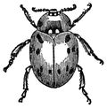 Ladybird I Antique Animal Illustrations Royalty Free Stock Photo