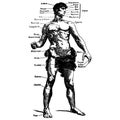 Vintage engraving of a male body medical graphic