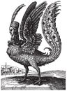 Vintage engraving of the mythological character Harpy