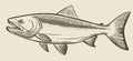 This vintage engraving shows a hand-drawn sardine fish Royalty Free Stock Photo