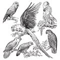 Vintage engraving of parrots