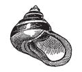 Vintage engraving of gastropods