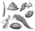 Vintage engraving of gastropods