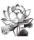 Vintage engraving of water lilly blossoms Royalty Free Stock Photo