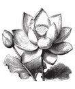 Vintage engraving of water lilly blossoms Royalty Free Stock Photo