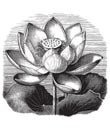 Vintage engraving of water lilly blossoms Royalty Free Stock Photo