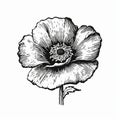 Vintage Engraving White Poppy Vector Icon By Wyste Zapenie