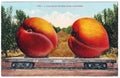 Vintage exaggeration postcard artwork giant peaches 1900s 1910s Royalty Free Stock Photo