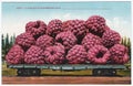 Vintage exaggeration postcard artwork giant raspberries 1900s 1910s