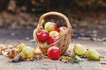 Vintage fall basket full of apples and pears on nature background
