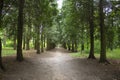 Vintage fall forest road. Dirt road in the woods. Sunshine. Beautiful view. Peaceful nature Royalty Free Stock Photo