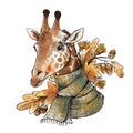 Vintage fall illustration. Cute giaffe with autumn leaves and acorns brunch