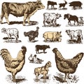Vintage farm animals drawings set. Vector EPS10