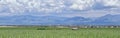 Vintage Farm Truck and harvest machinery with Panoramic view of Wasatch Front Rocky Mountains, Great Salt Lake Valley in early spr Royalty Free Stock Photo