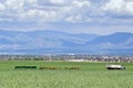 Vintage Farm Truck and harvest machinery with Panoramic view of Wasatch Front Rocky Mountains, Great Salt Lake Valley in early spr Royalty Free Stock Photo