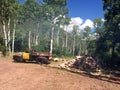 Vintage Farm Truck parked by Aspen Trees