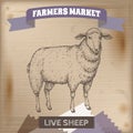 Vintage farmers market label with live sheep.