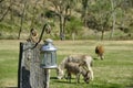 Vintage field farm lamp lantern on wood fence with donkey goat animals browse grass