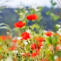 Vintage field of poppies