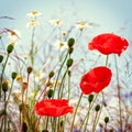 Vintage field of poppies