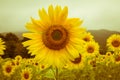 Vintage field of sunflowers