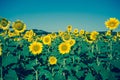 Vintage field of sunflowers