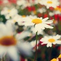 Vintage field of white camomiles