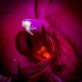 Vintage film type fiery glowing orchid blossom heart, macro of isolated single violet red bloom