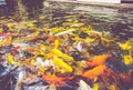 Vintage filter : Crowd of Koi fish in pond,colorful natural back Royalty Free Stock Photo