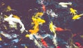 Vintage filter : Crowd of Koi fish in pond,colorful natural back Royalty Free Stock Photo