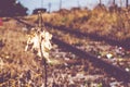 Vintage filter:Dried yellow plant and leaf at railway Royalty Free Stock Photo