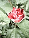 Vintage filter: Red hibiscus bud,flower in garden Royalty Free Stock Photo