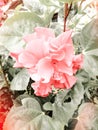 Vintage filter: Red hibiscus bud,flower in garden Royalty Free Stock Photo
