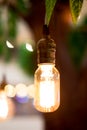 Vintage filter : Vintage lightbulb hanging on tree. Royalty Free Stock Photo