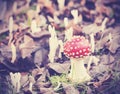 Vintage filtered picture of toadstool in forest