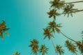 Vintage filtered tropical coconut palm tress over clear sky Royalty Free Stock Photo