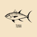 Vintage fish illustration in engraving style. Vector hand sketched tuna for logotype, label etc Royalty Free Stock Photo