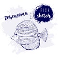 Vintage fish zebrasoma marine sketch.Retro line style.Hand drawn underwater.