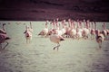 Vintage Flamingos on lake in Andes, the southern part of Bolivia Royalty Free Stock Photo