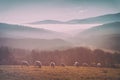 Vintage flock of sheep Royalty Free Stock Photo