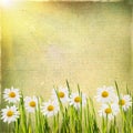 Vintage floral background with daisies in green grass on a background of old grunge paper, for each of your project Royalty Free Stock Photo