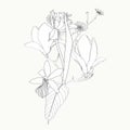 Vintage floral composition set with line magnolia, camomile, tulip flowers on white. Royalty Free Stock Photo